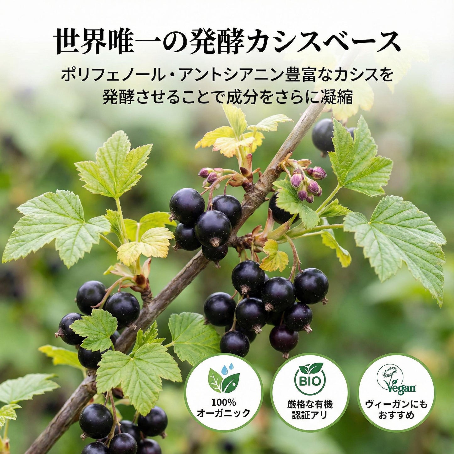 デプラリス | Dépuralys（翌朝の重さが気になる方）